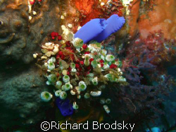 tunicates by Richard Brodsky 